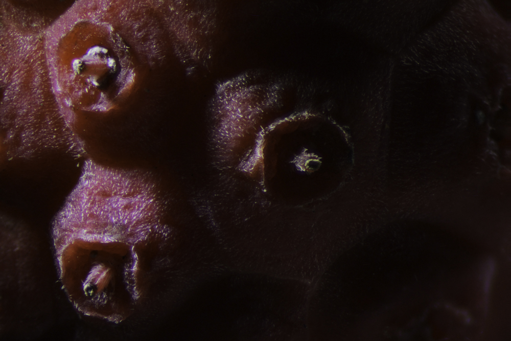 Foxglove Beardtongue